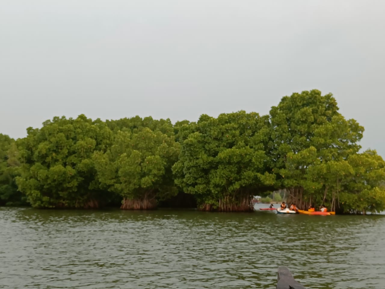 mangrove swamps in munroe island