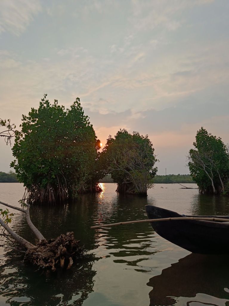 The mangroves amidst the Munroe backwaters