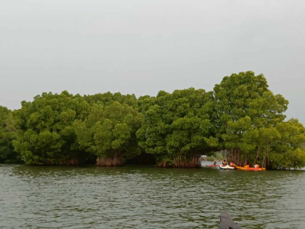 Mangroves in the middle of the backwaters, Kerala