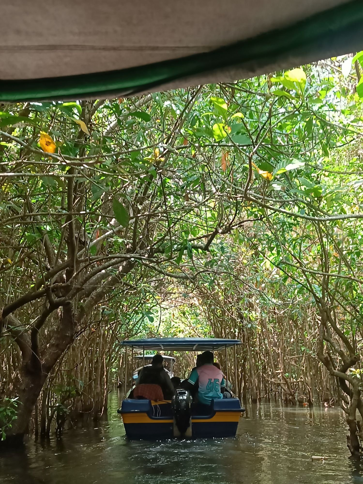 dense vegetation over backwaters in kerala