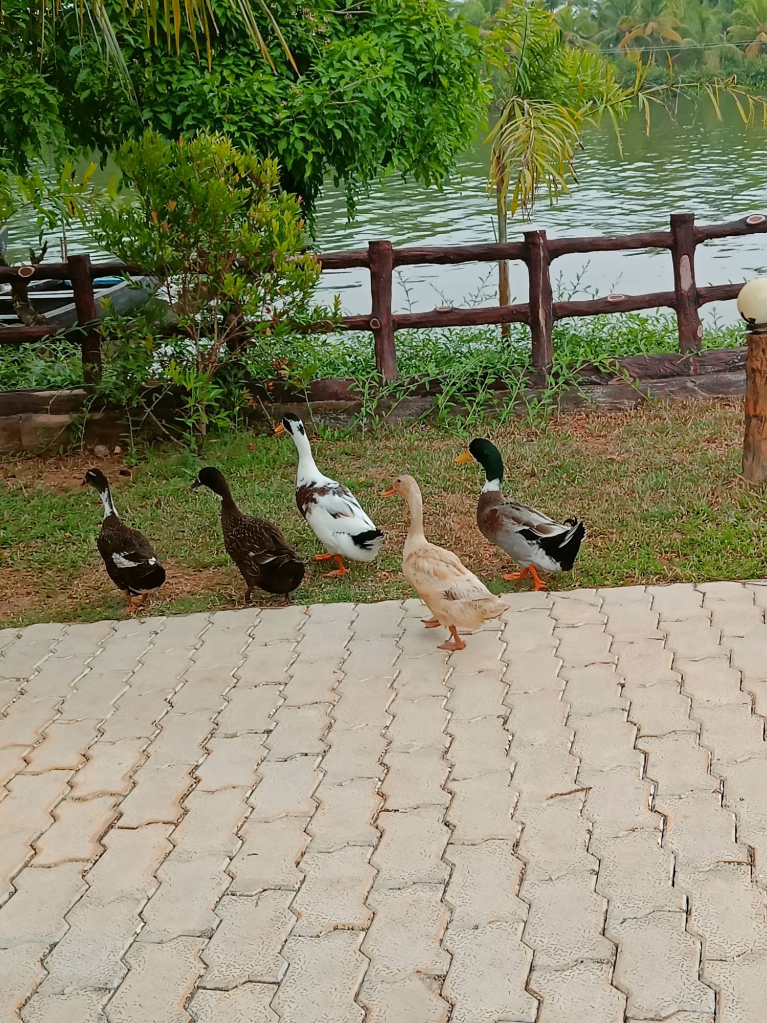 crackle of ducks