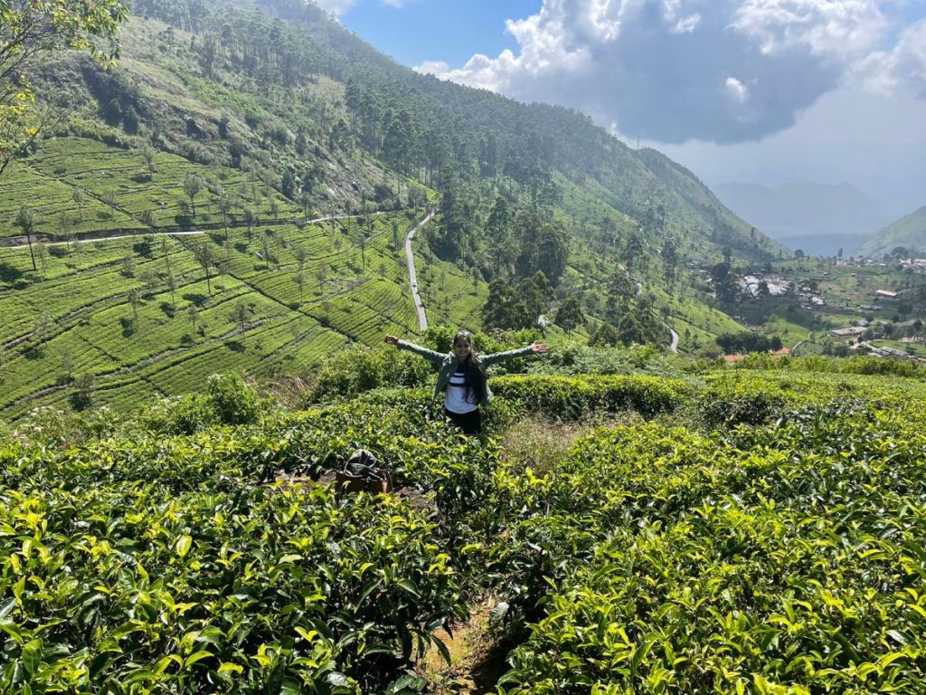 tea gardens, ella sri lanka