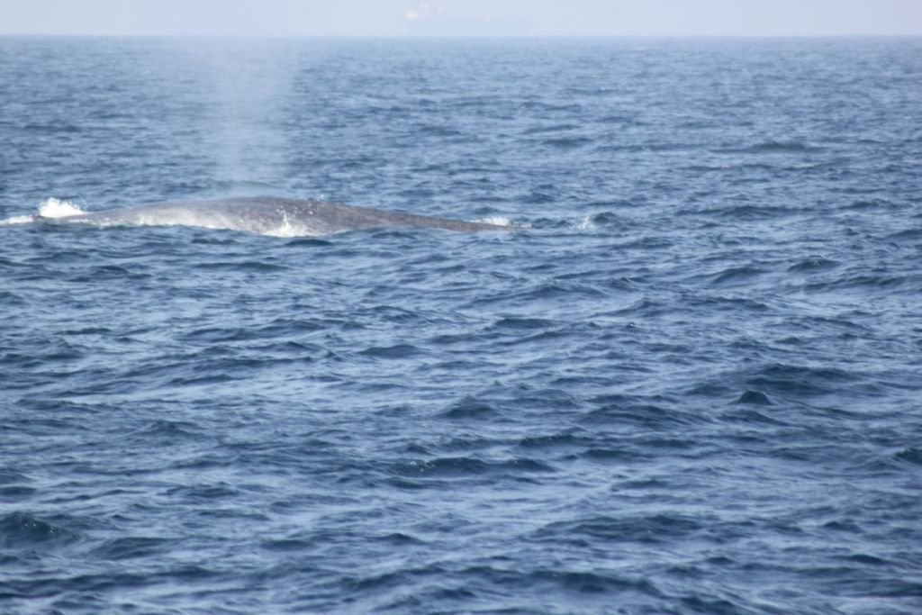 Whale watching in Mirissa sri lanka