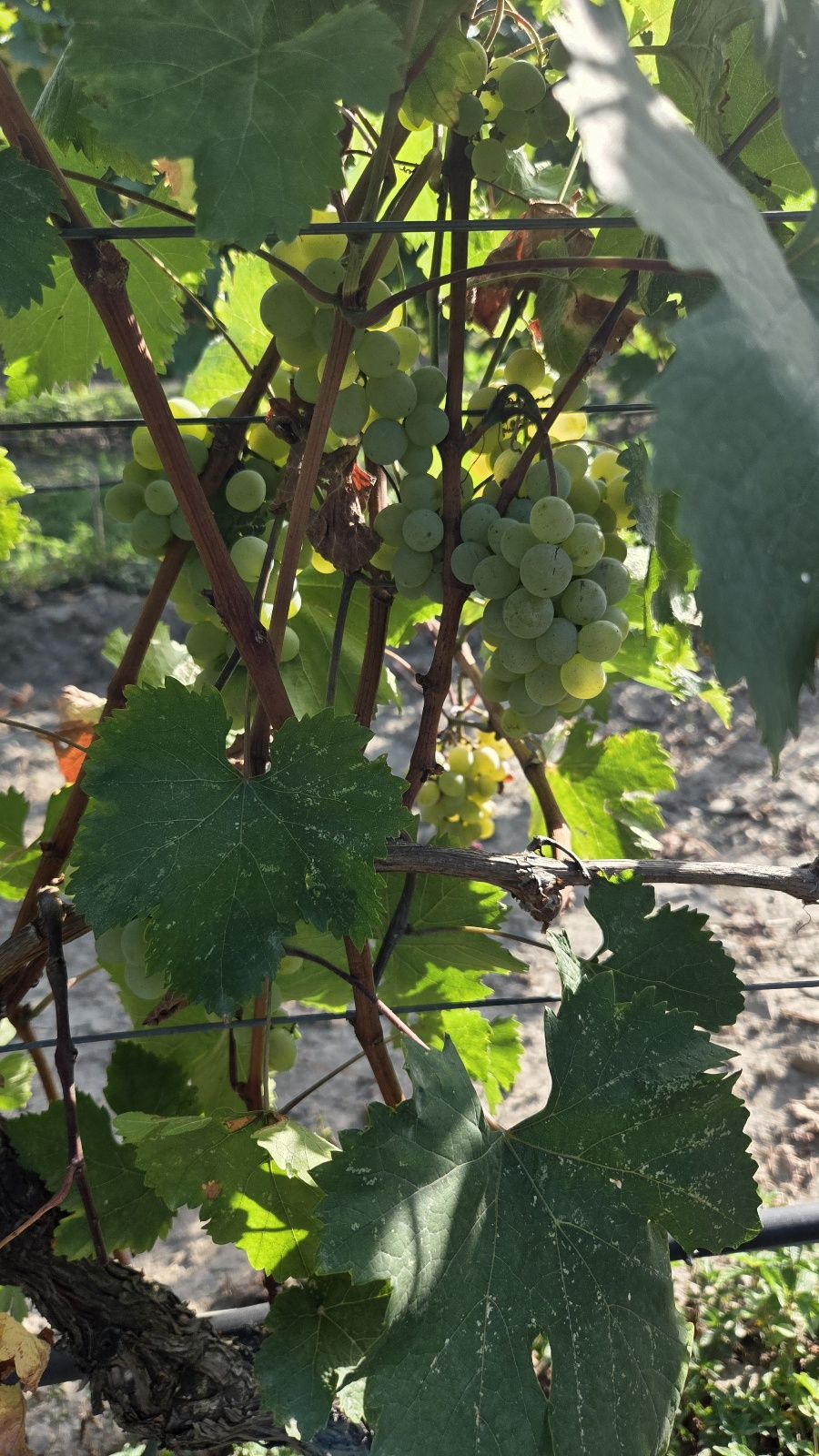 grapes in winery khareba vineyard