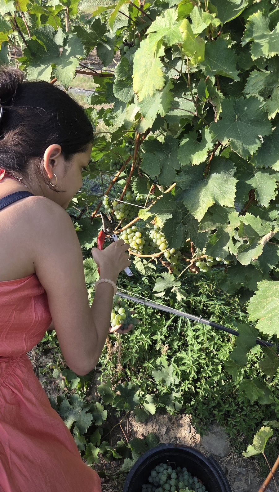 guest can harvest grapes themselves.