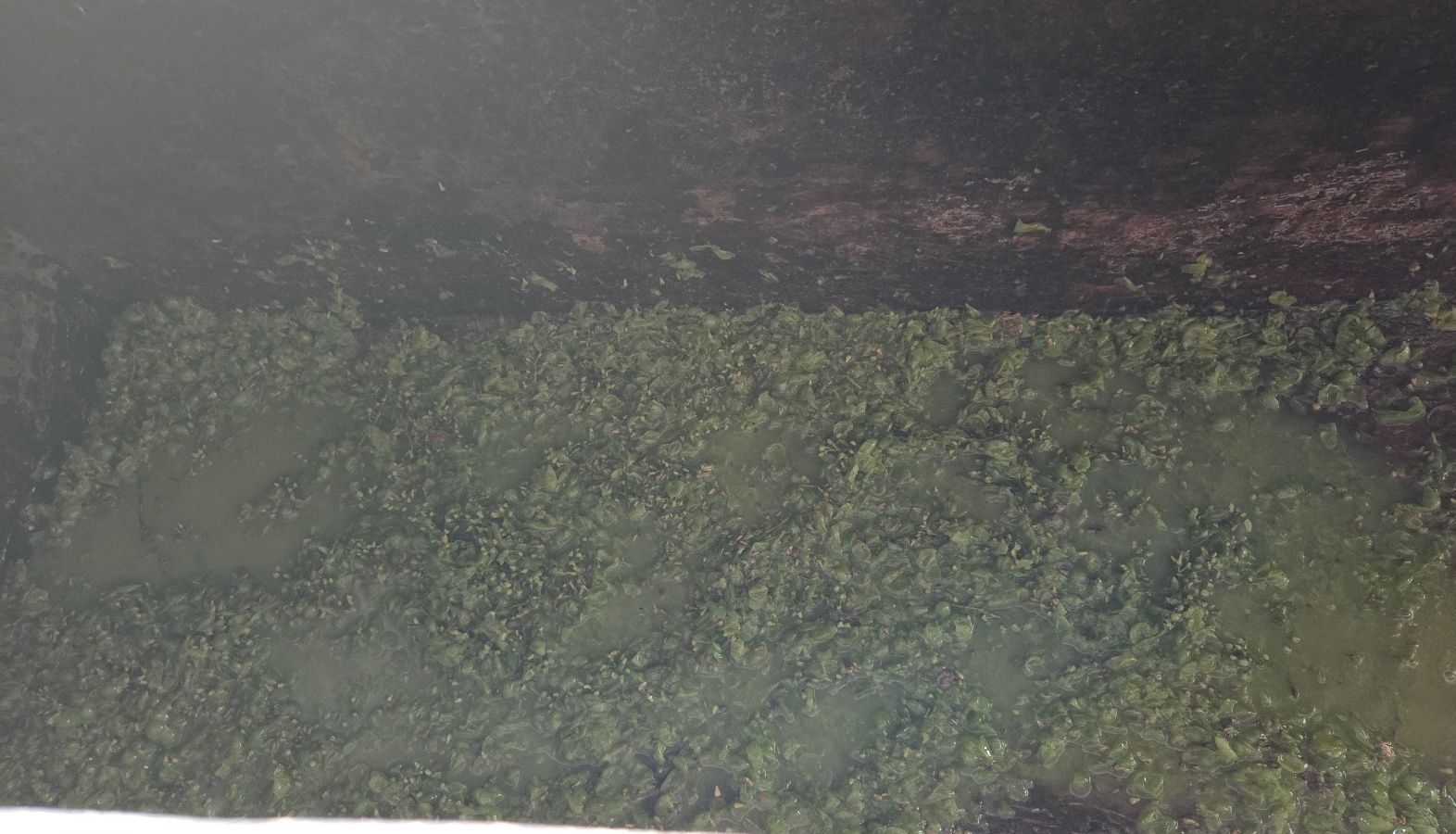 The crushed grapes after stomping