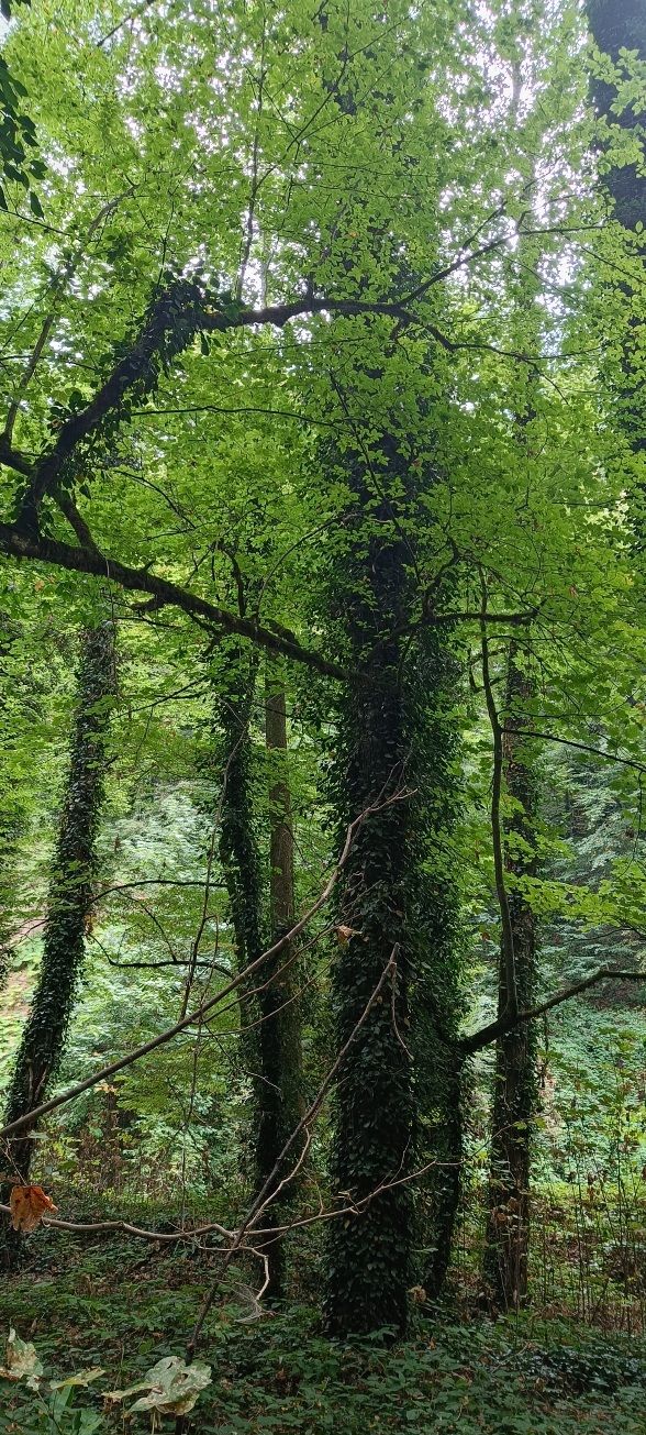 lagodekhi national park